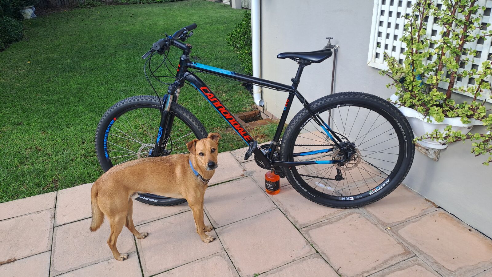 Canondale MTB Trail 5 29