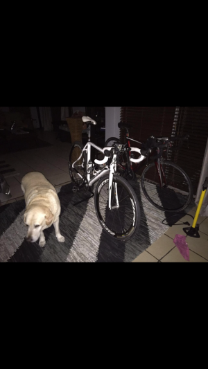 Silverback  Space 1 2014 