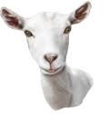 Gerd Pieper profile image