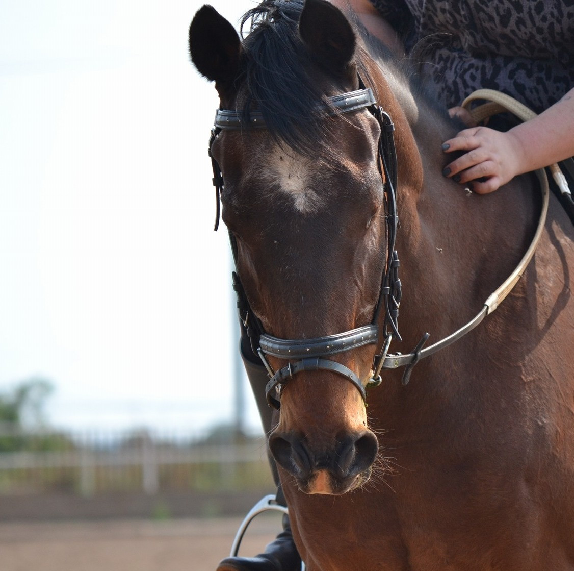 SR SUNTOUR FORK Mountain Bike Forks Bike Hub