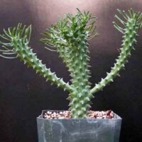 Vetplant profile image